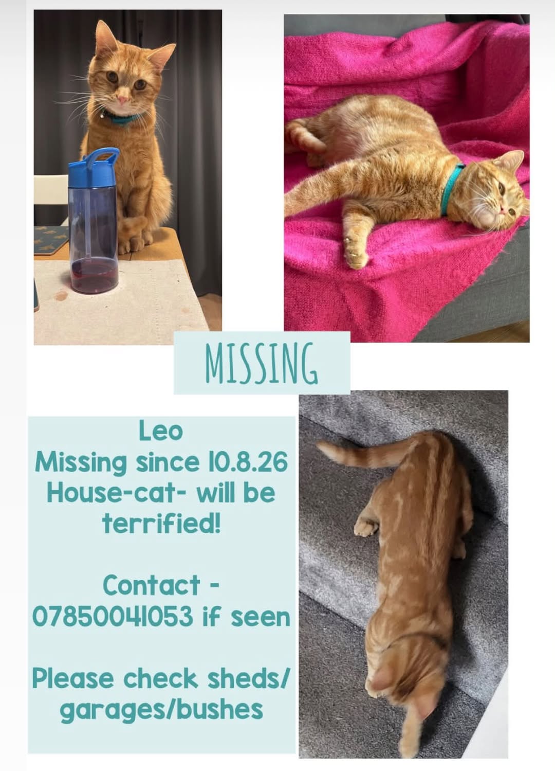 Lost cat