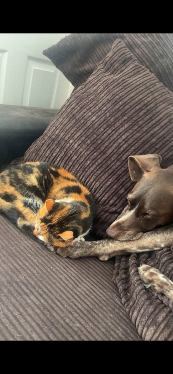 Lost Cat in Liverpool