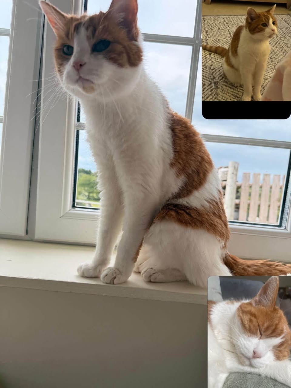 Lost cat