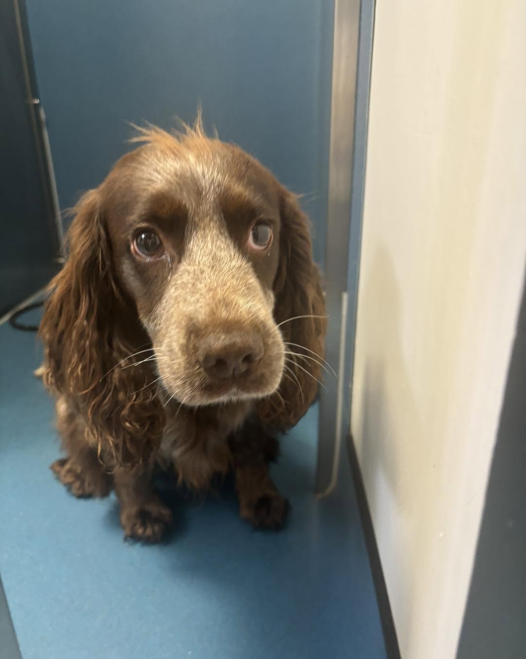 Found dog
