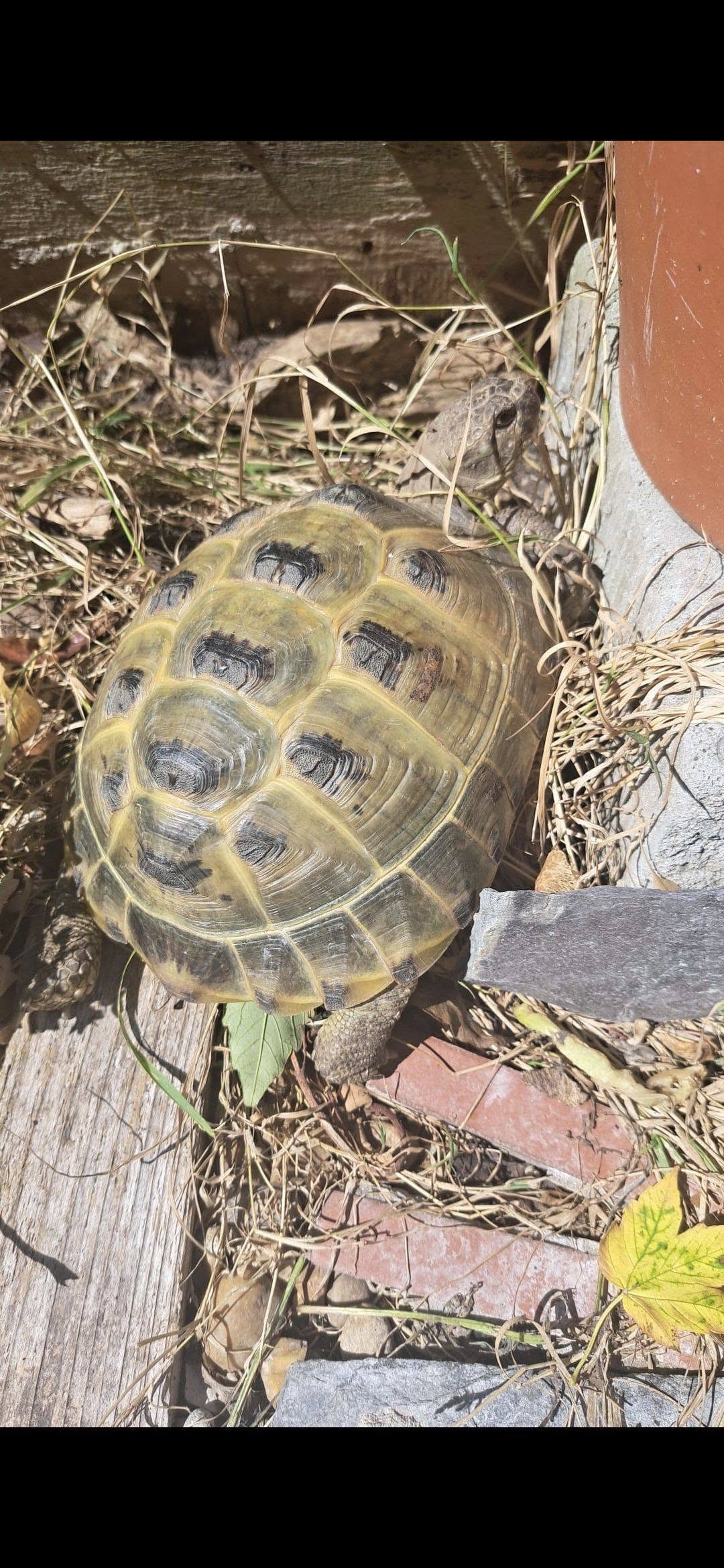 Lost Tortoise in Liverpool