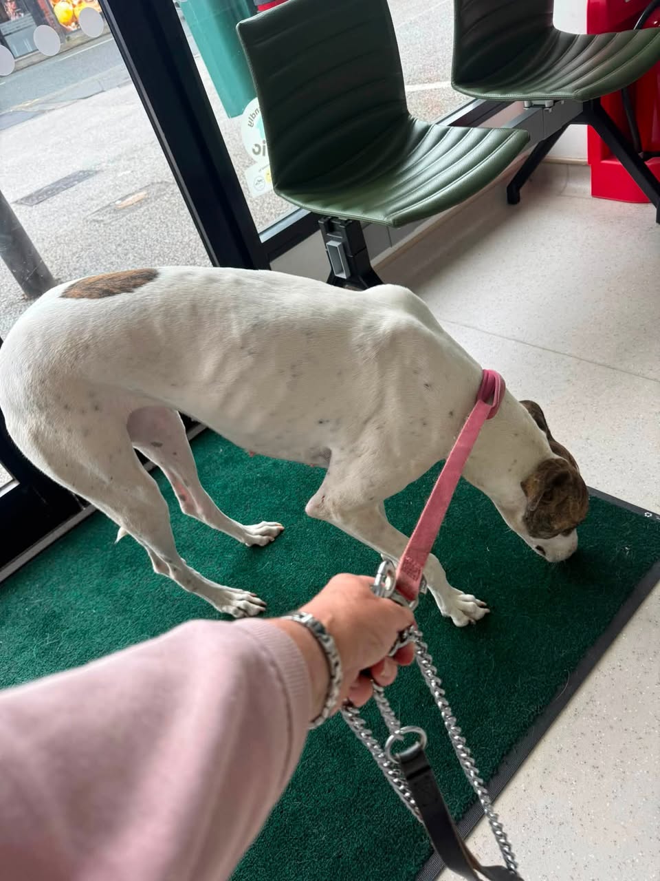 Found dog