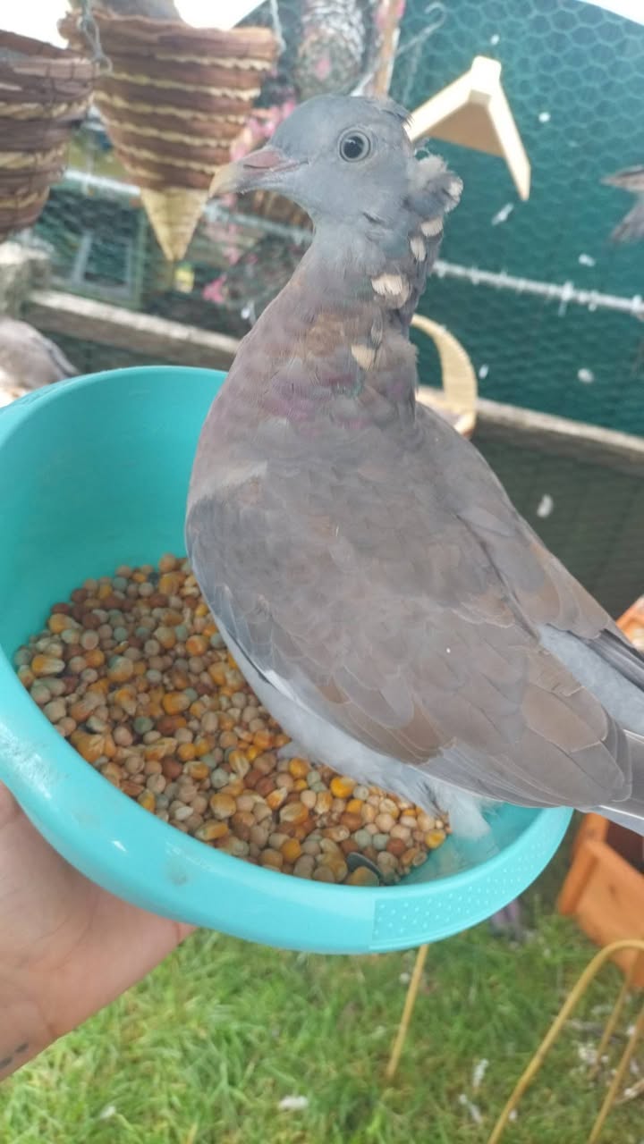 Lost Bird in Merseyside
