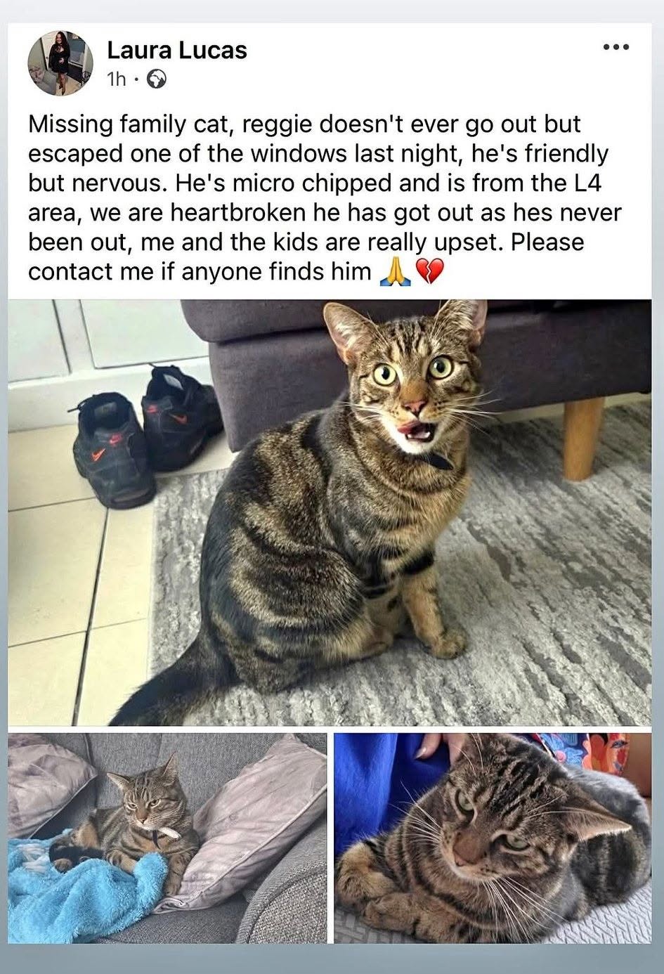 Lost cat