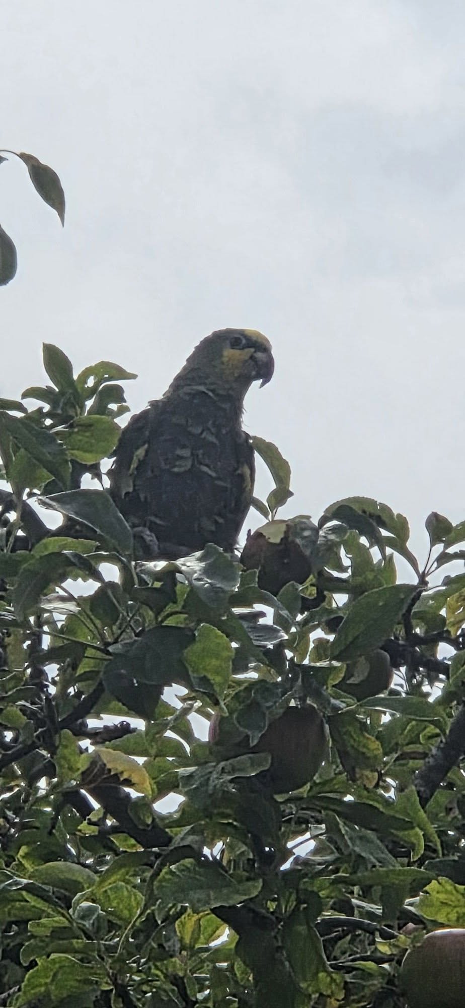 Found bird