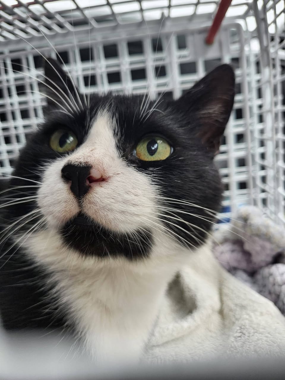 Found cat