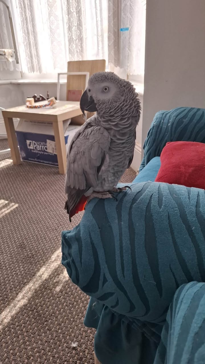Lost Bird in Liverpool