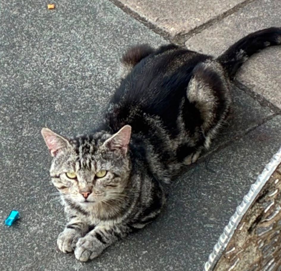 Found cat