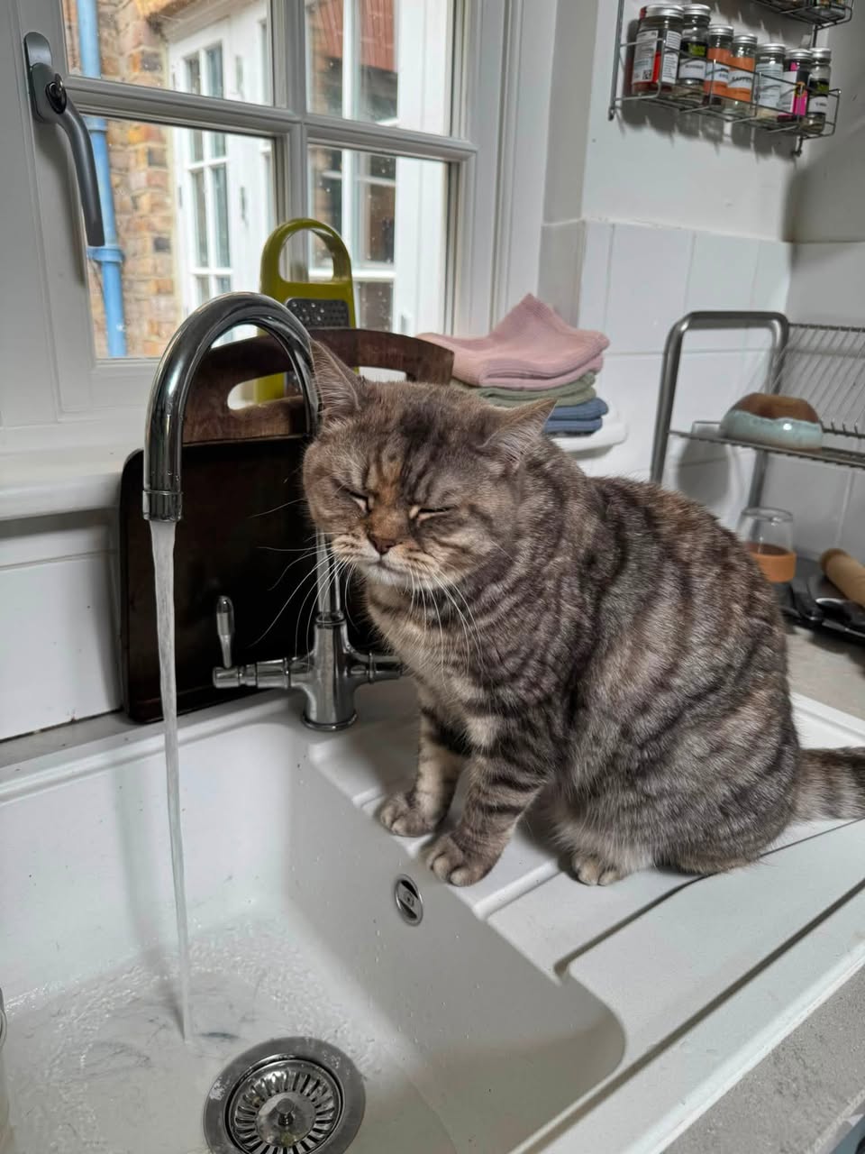 Lost cat