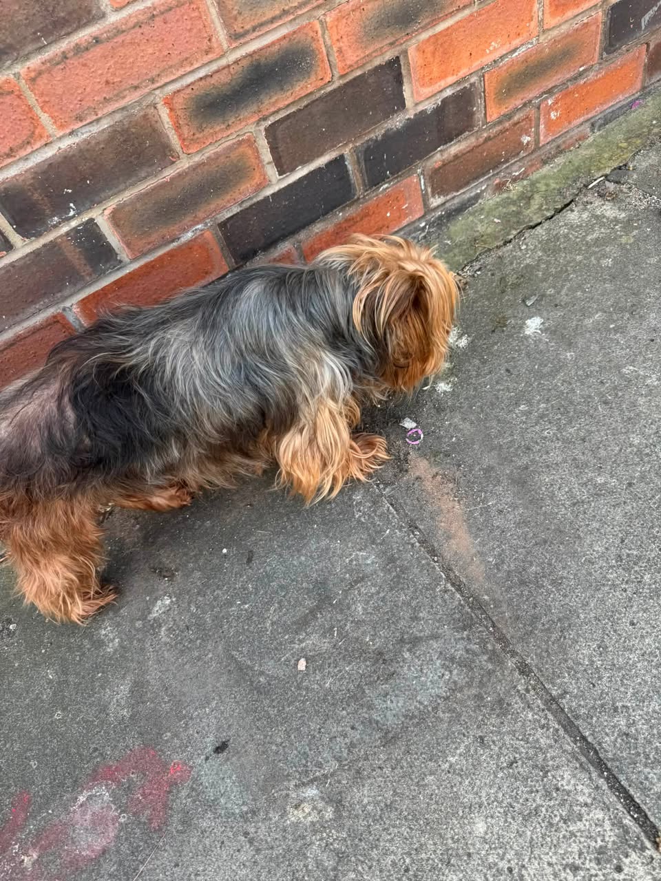 Found dog