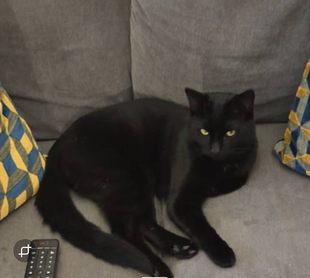 Lost Cat in Merseyside
