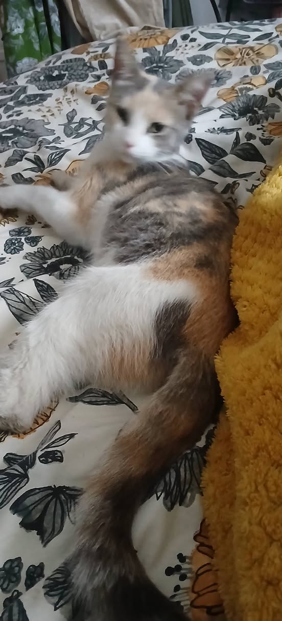 Found cat
