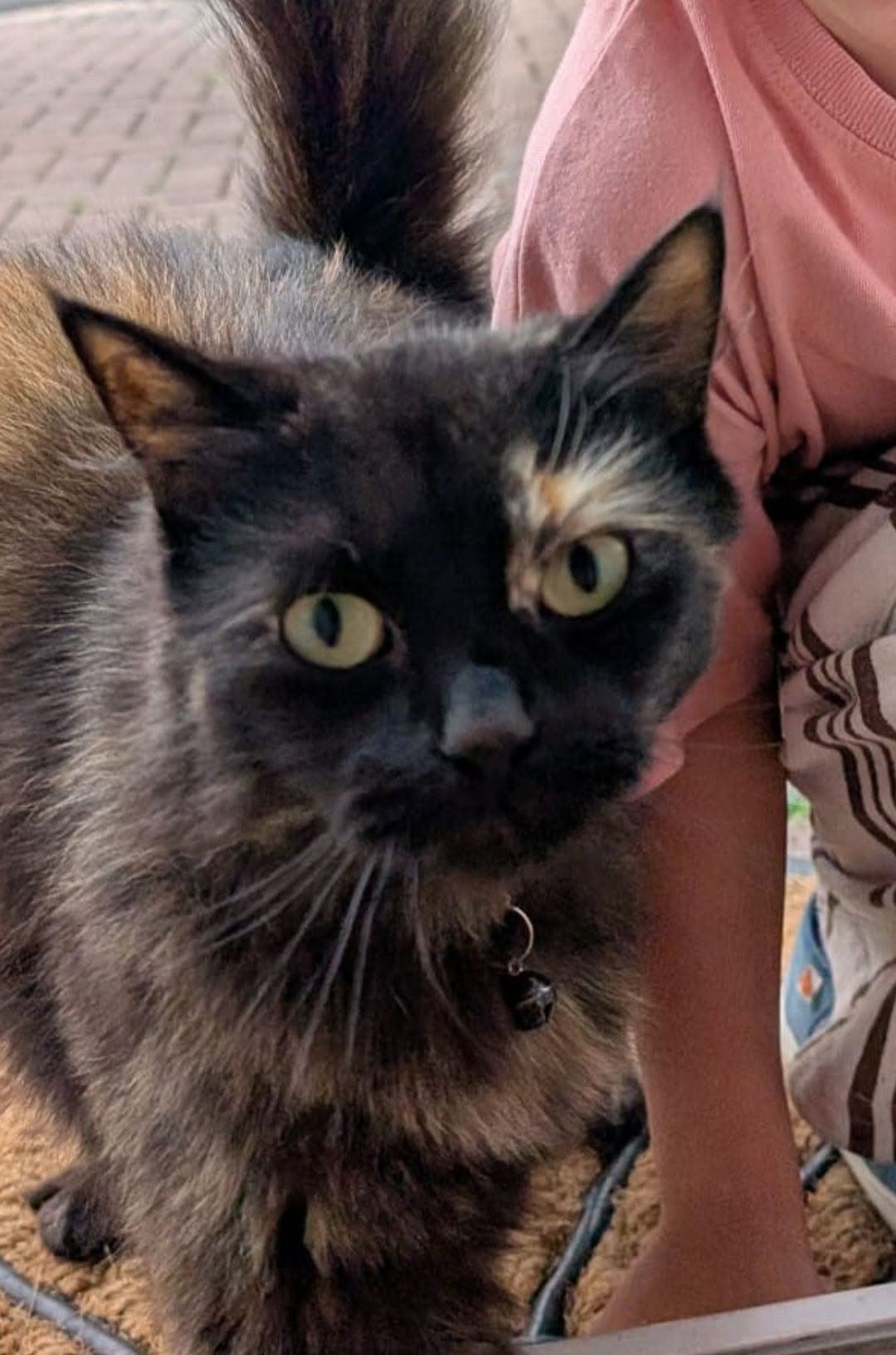 Found cat
