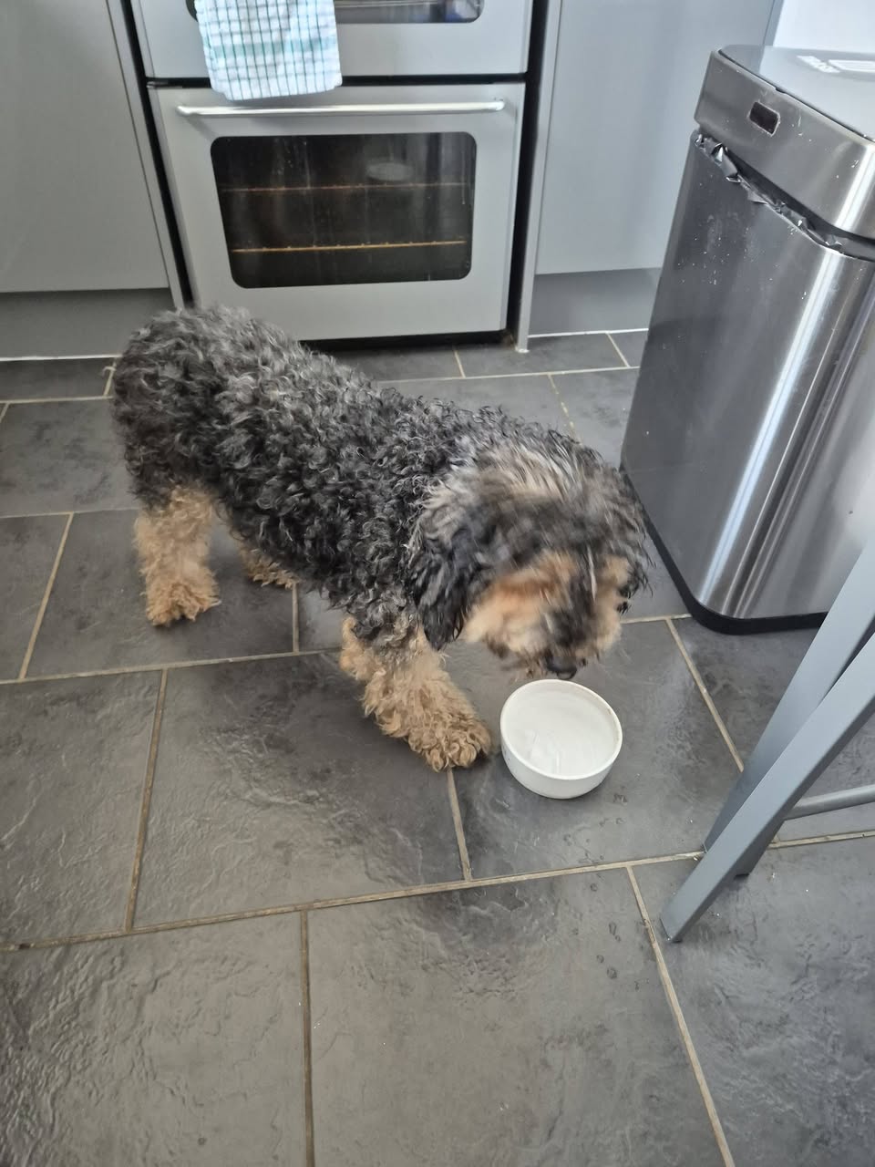 Found dog