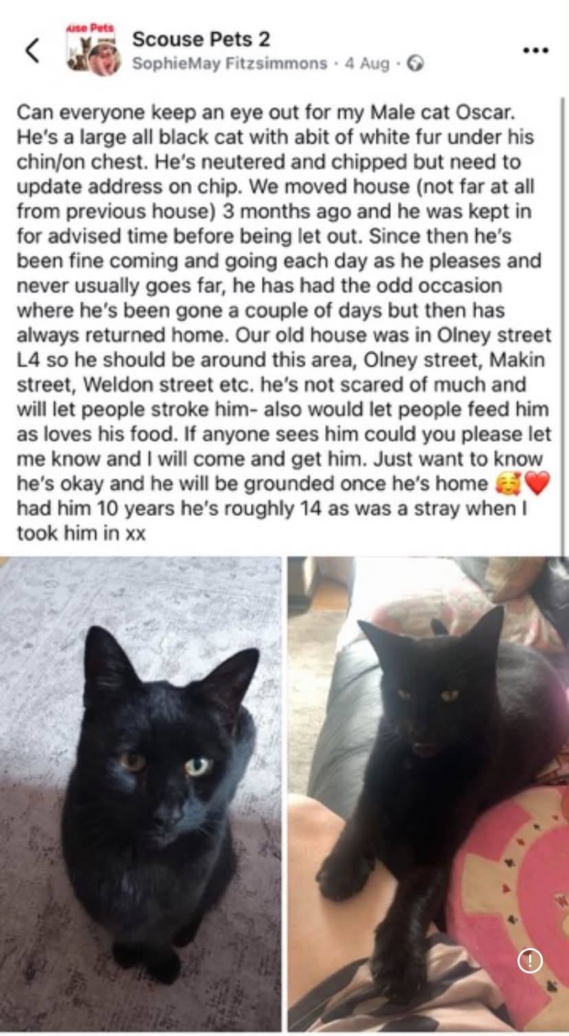 Lost Cat in Liverpool