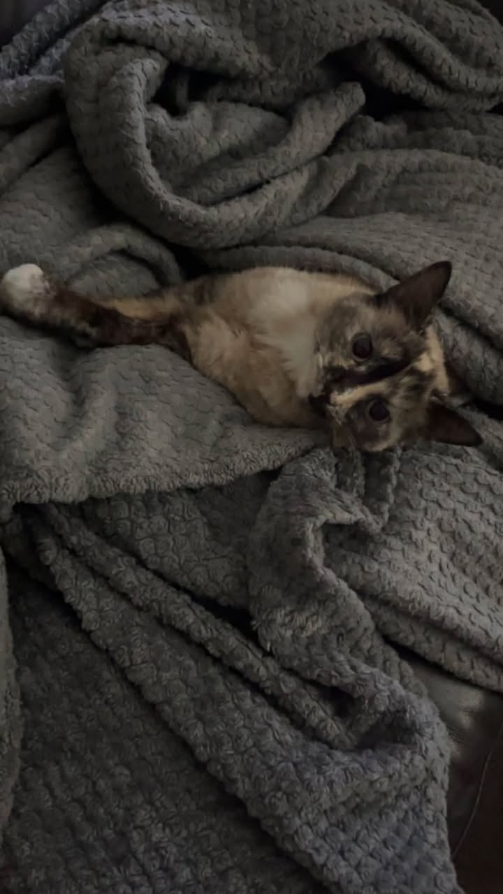 Lost Cat in Southport