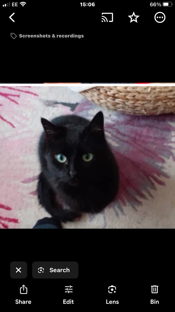 Lost Cat in Liverpool