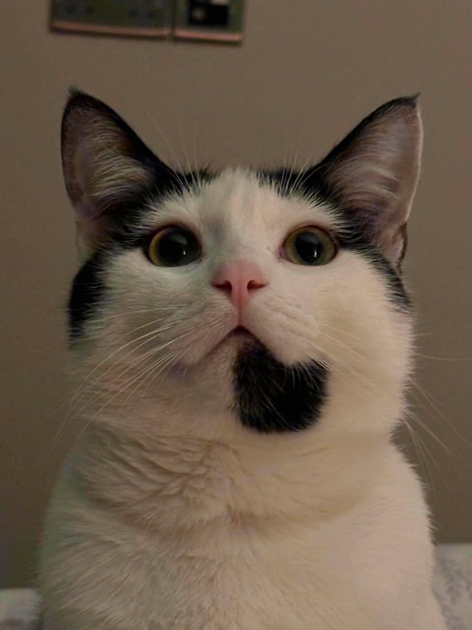 Lost Cat in Liverpool