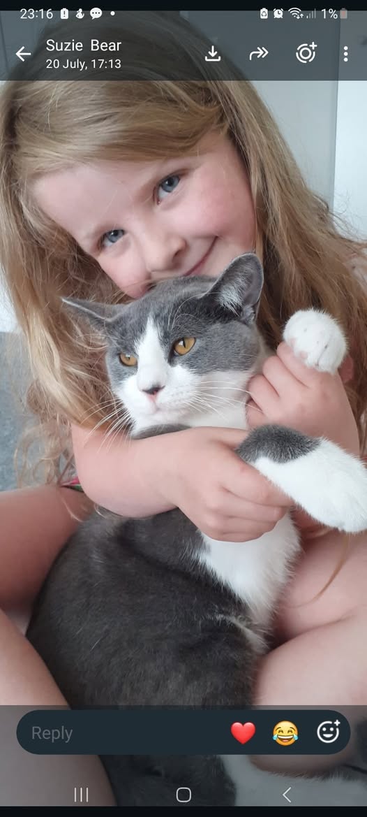 Lost Cat in Liverpool