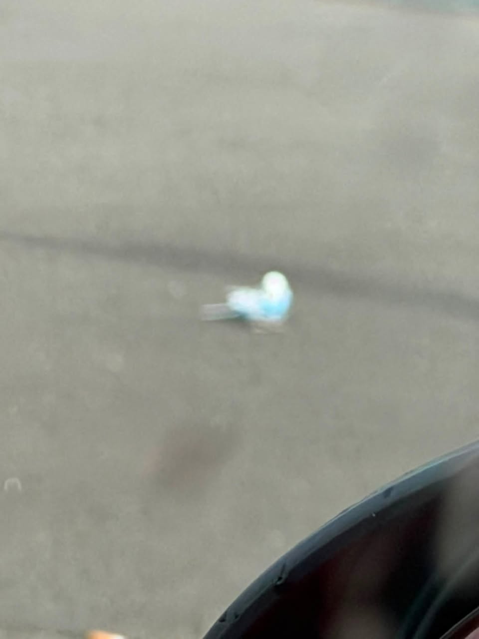 Found Budgie in Liverpool