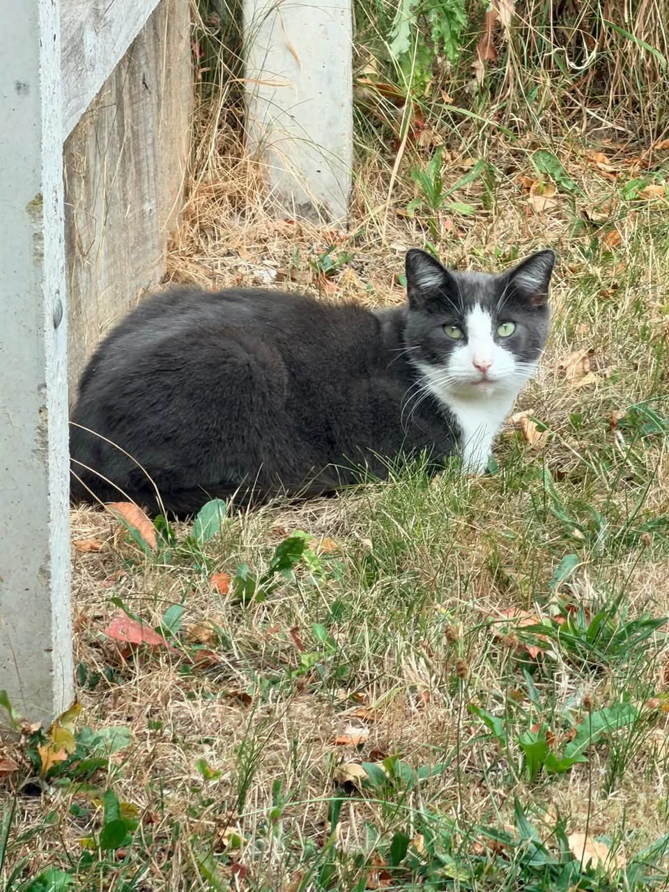 Found cat