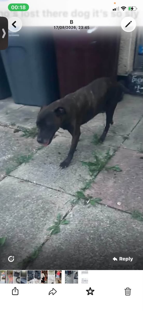 Lost dog