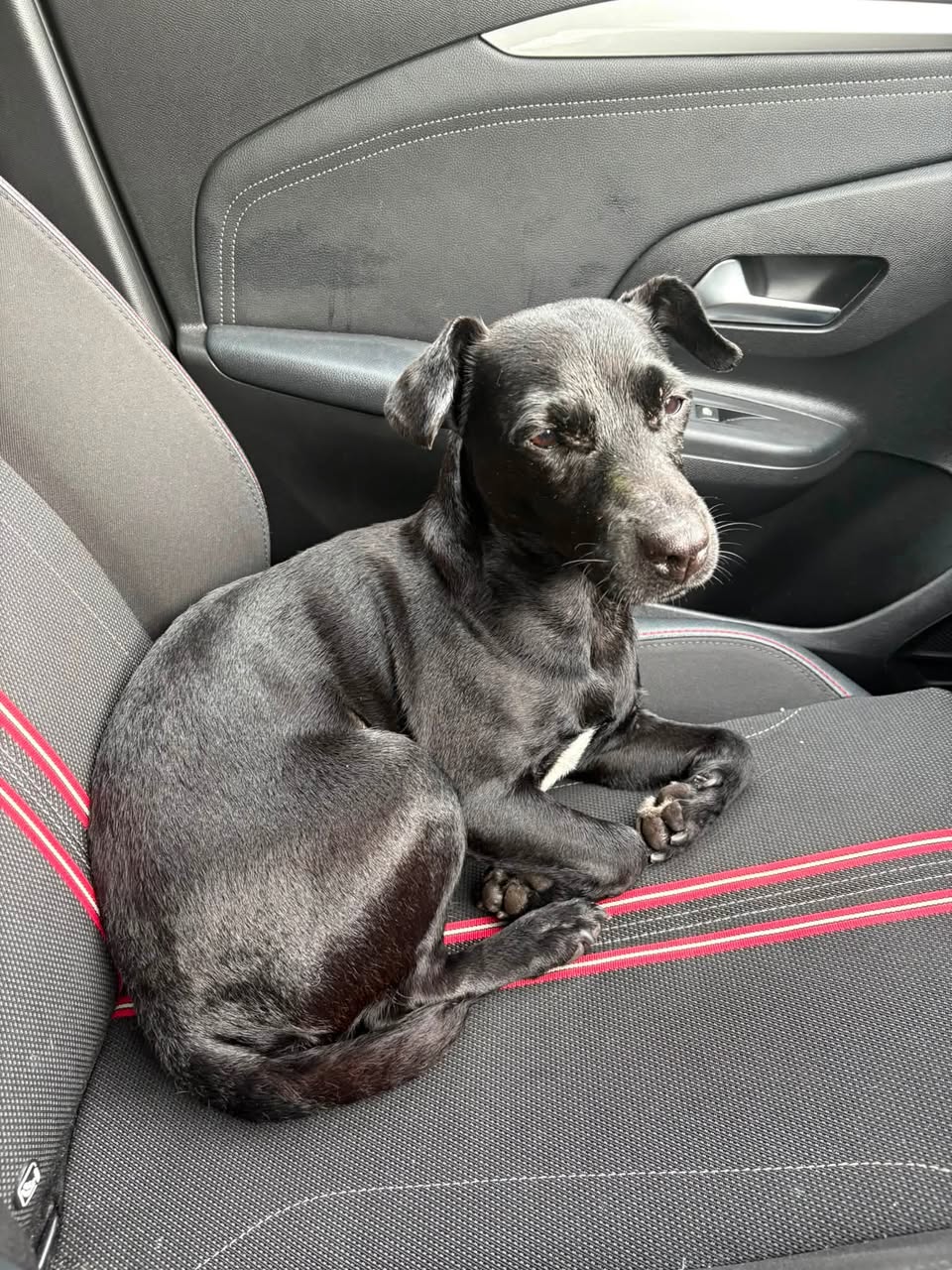 Found dog
