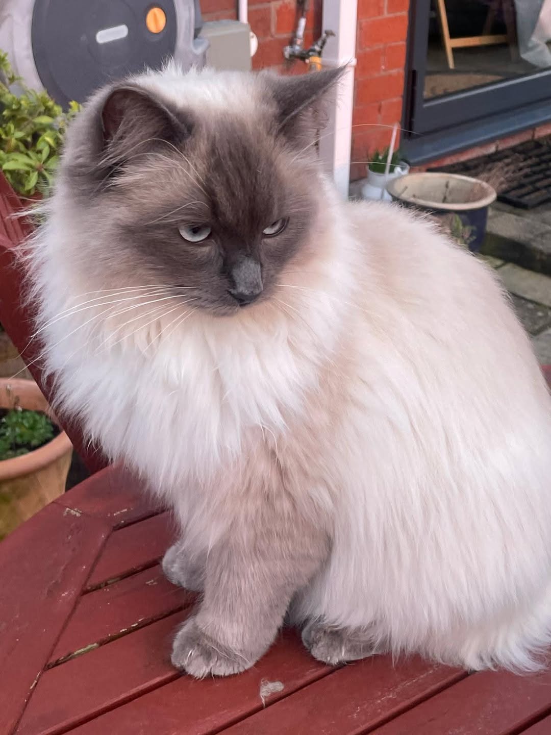 Found cat