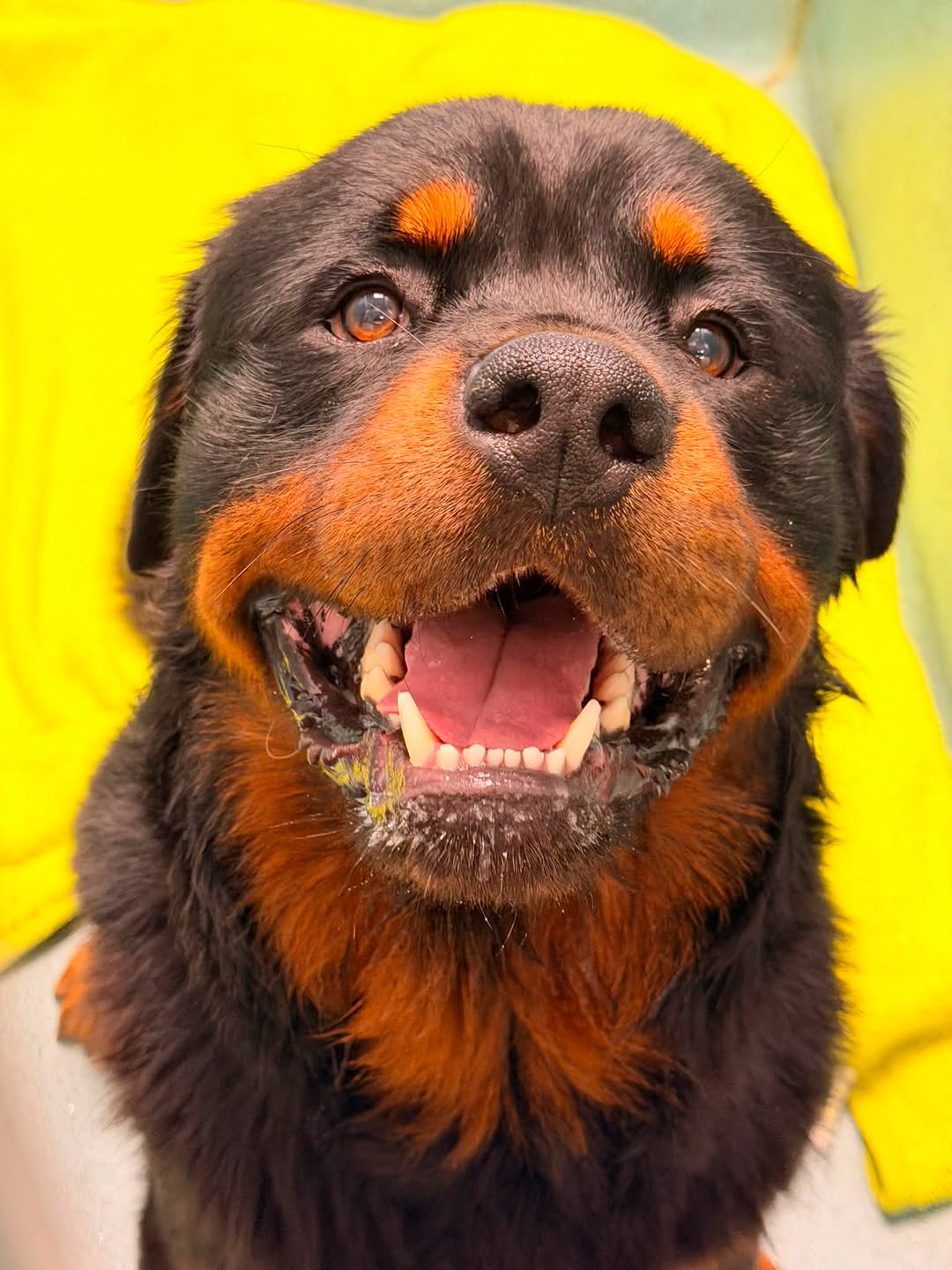 Found dog