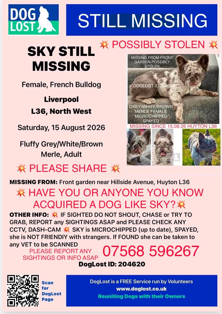 Lost dog