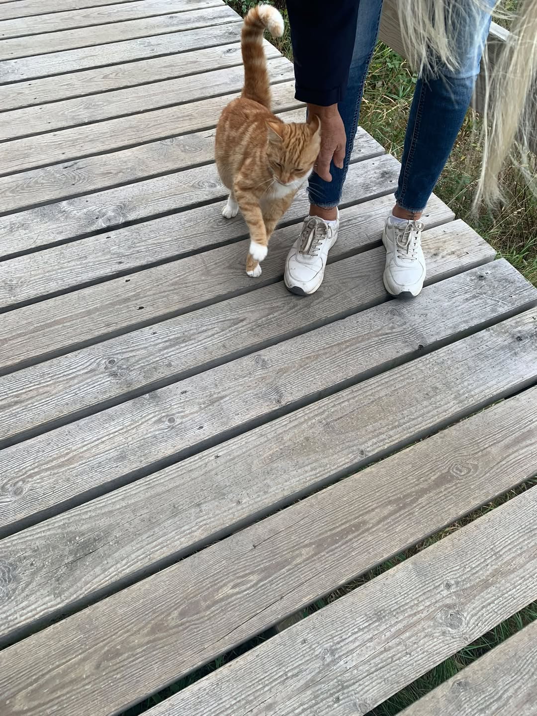 Found cat