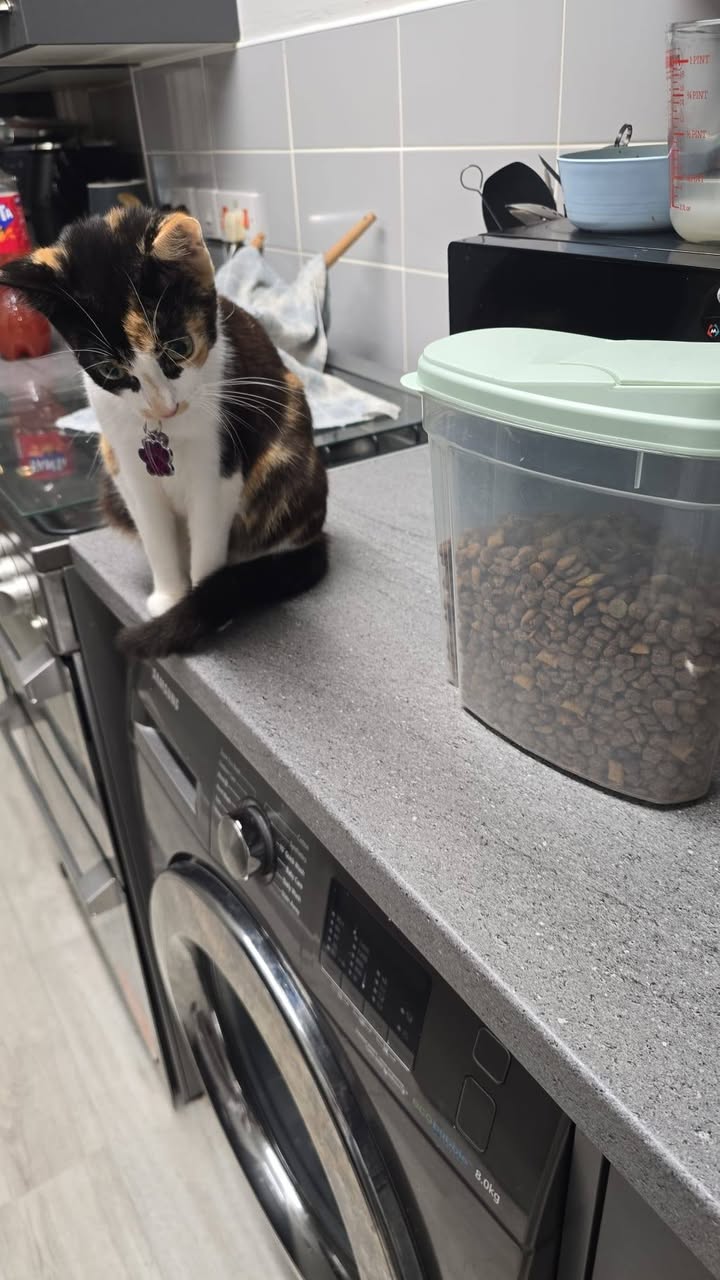 Lost Cat in Liverpool