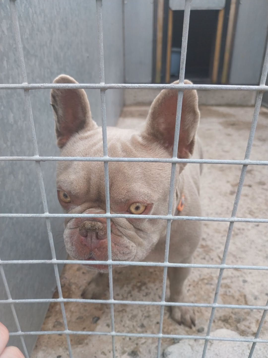 Found dog
