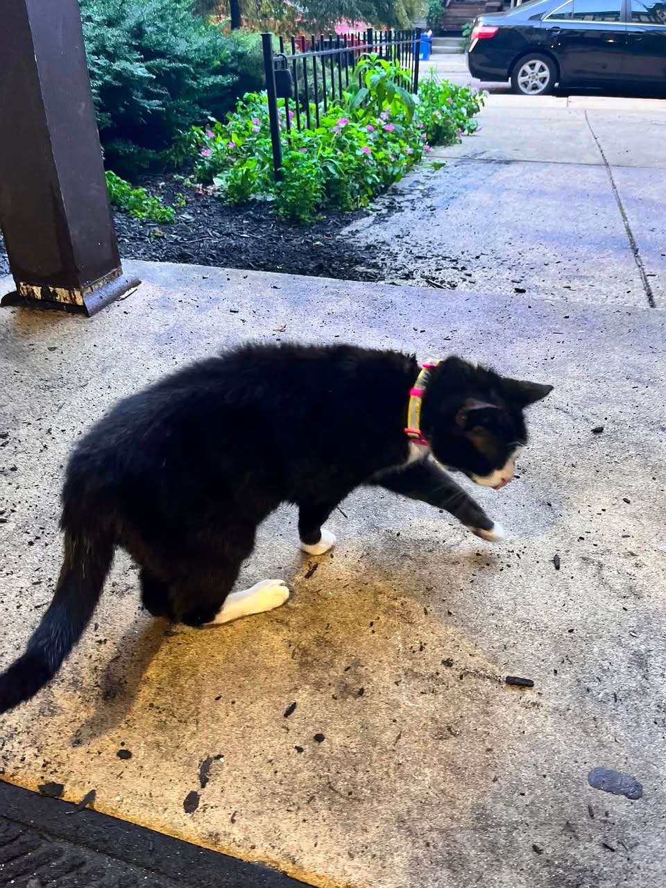 Found cat
