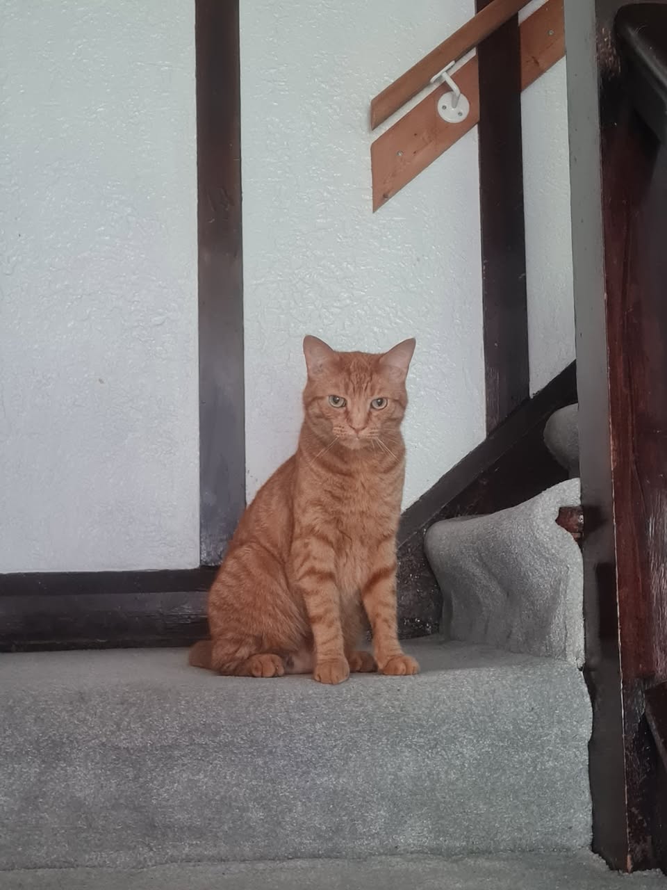 Lost Cat in Liverpool