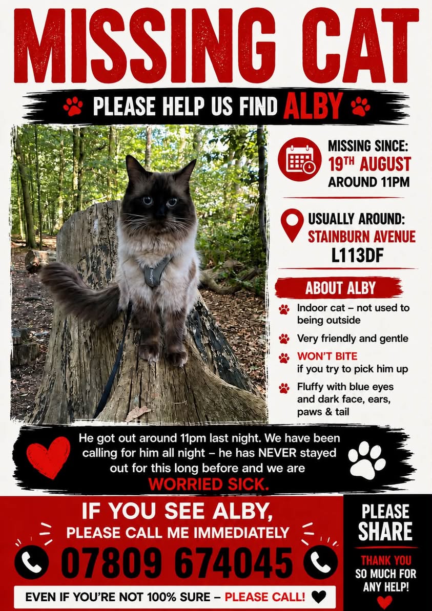 Lost Cat in Liverpool