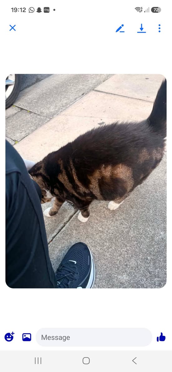 Found cat
