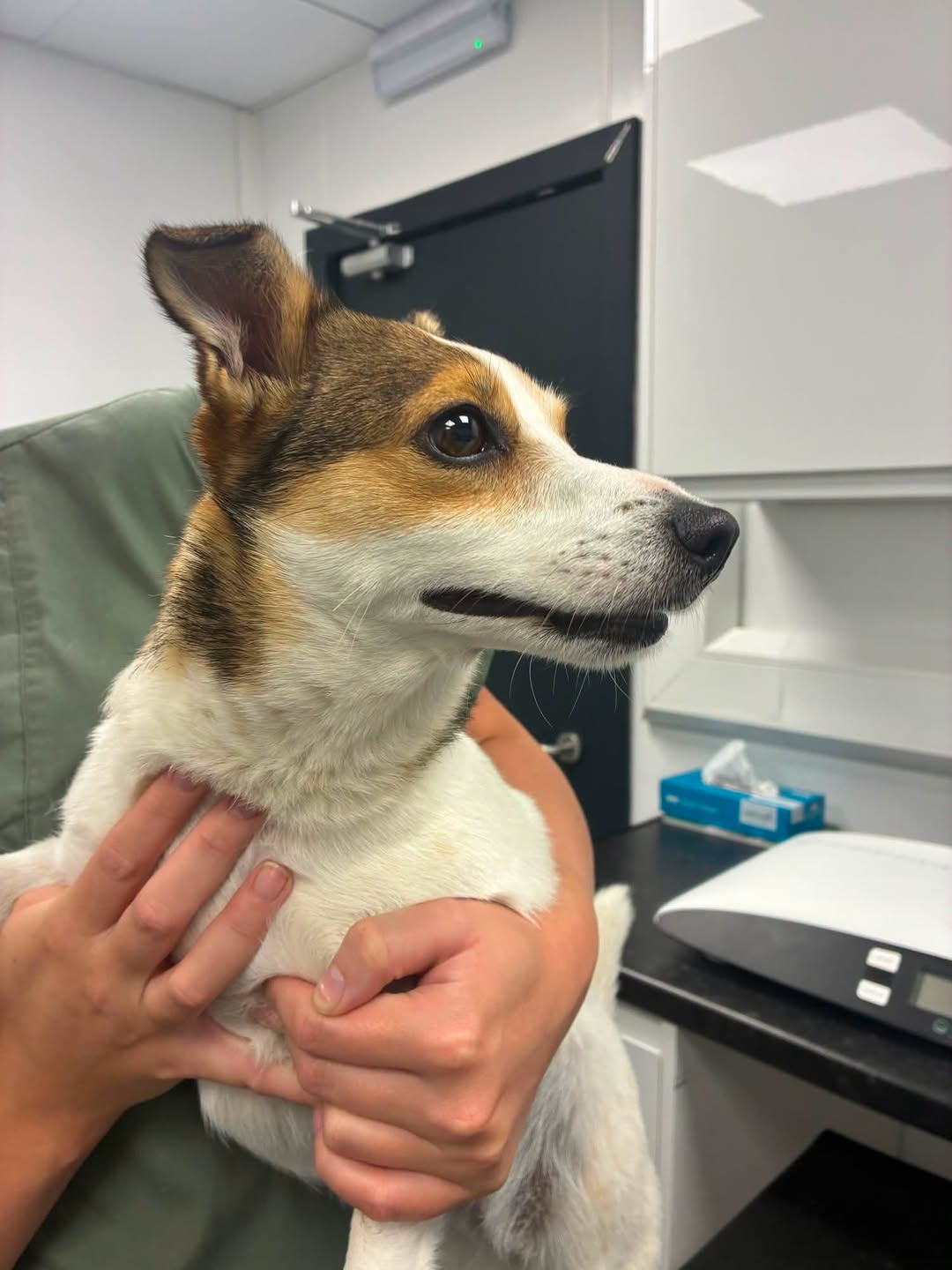 Found dog