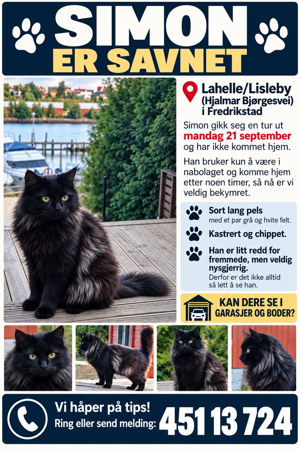 Lost cat