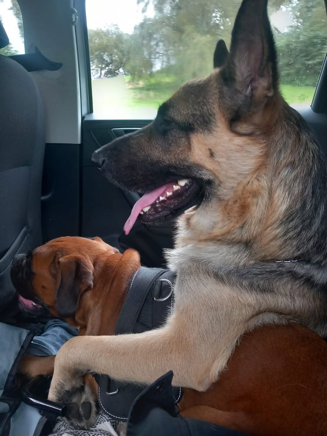 Lost dog