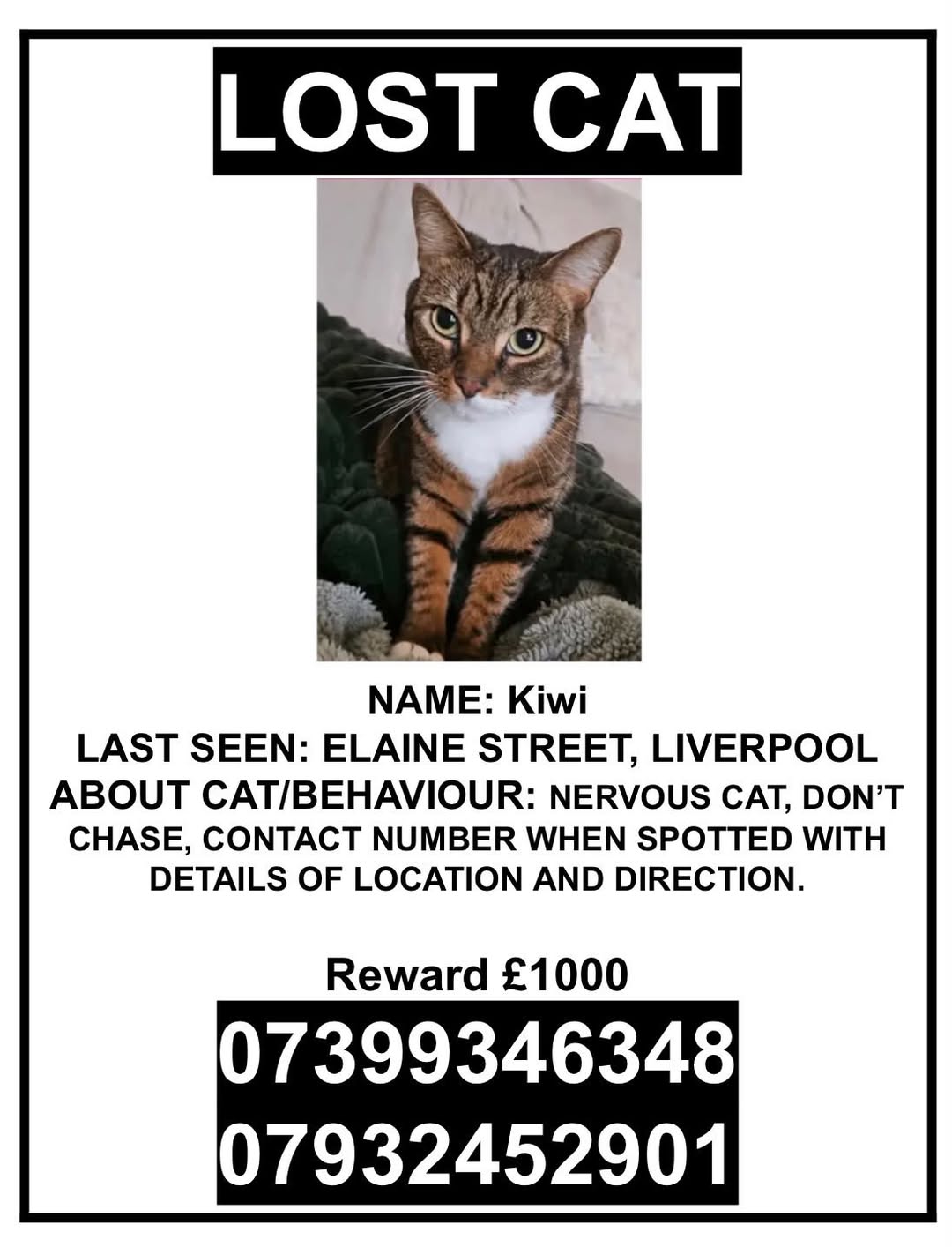 Lost cat