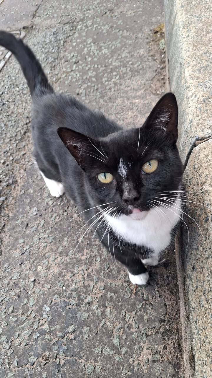 Found cat