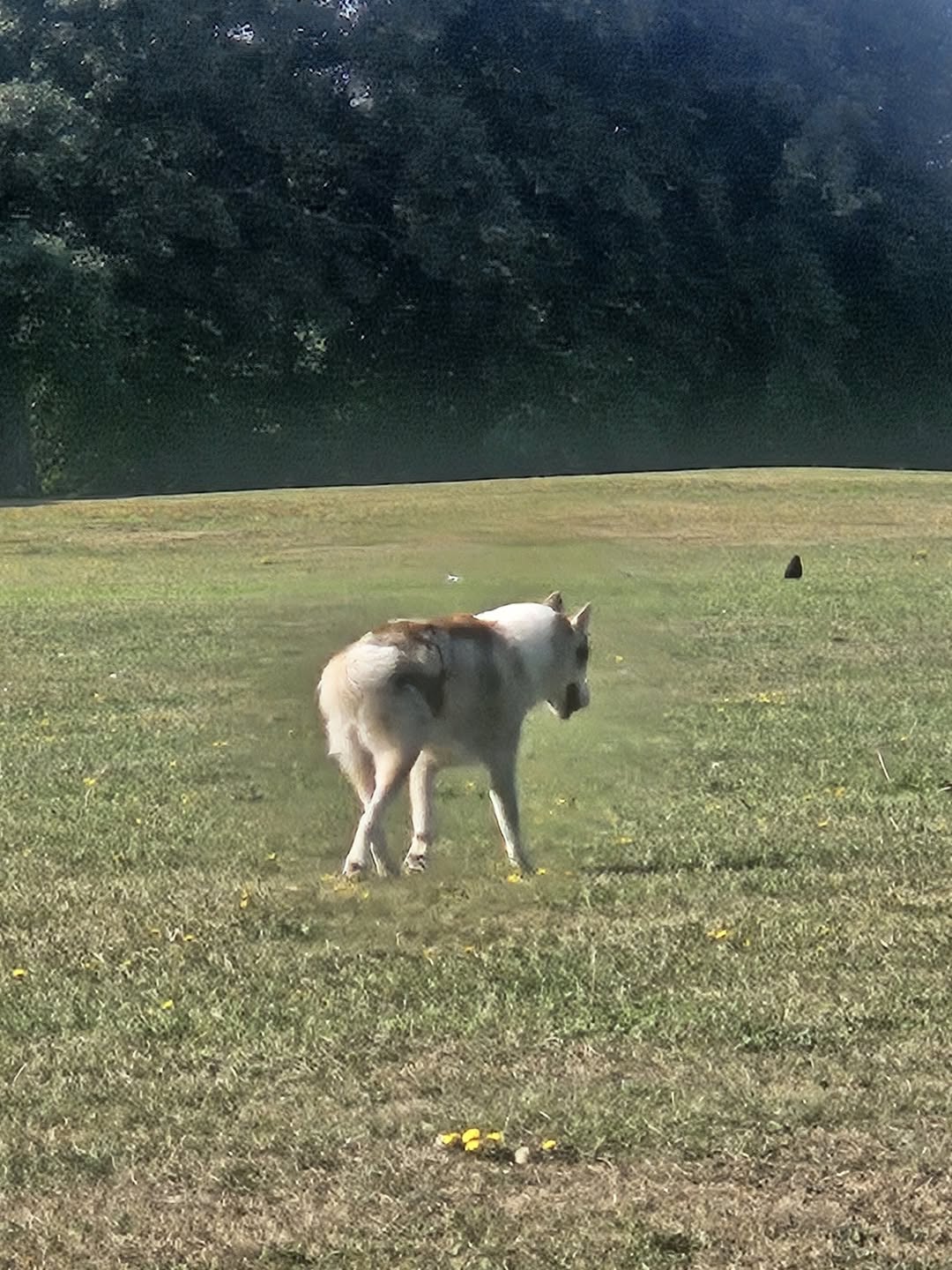 Found dog