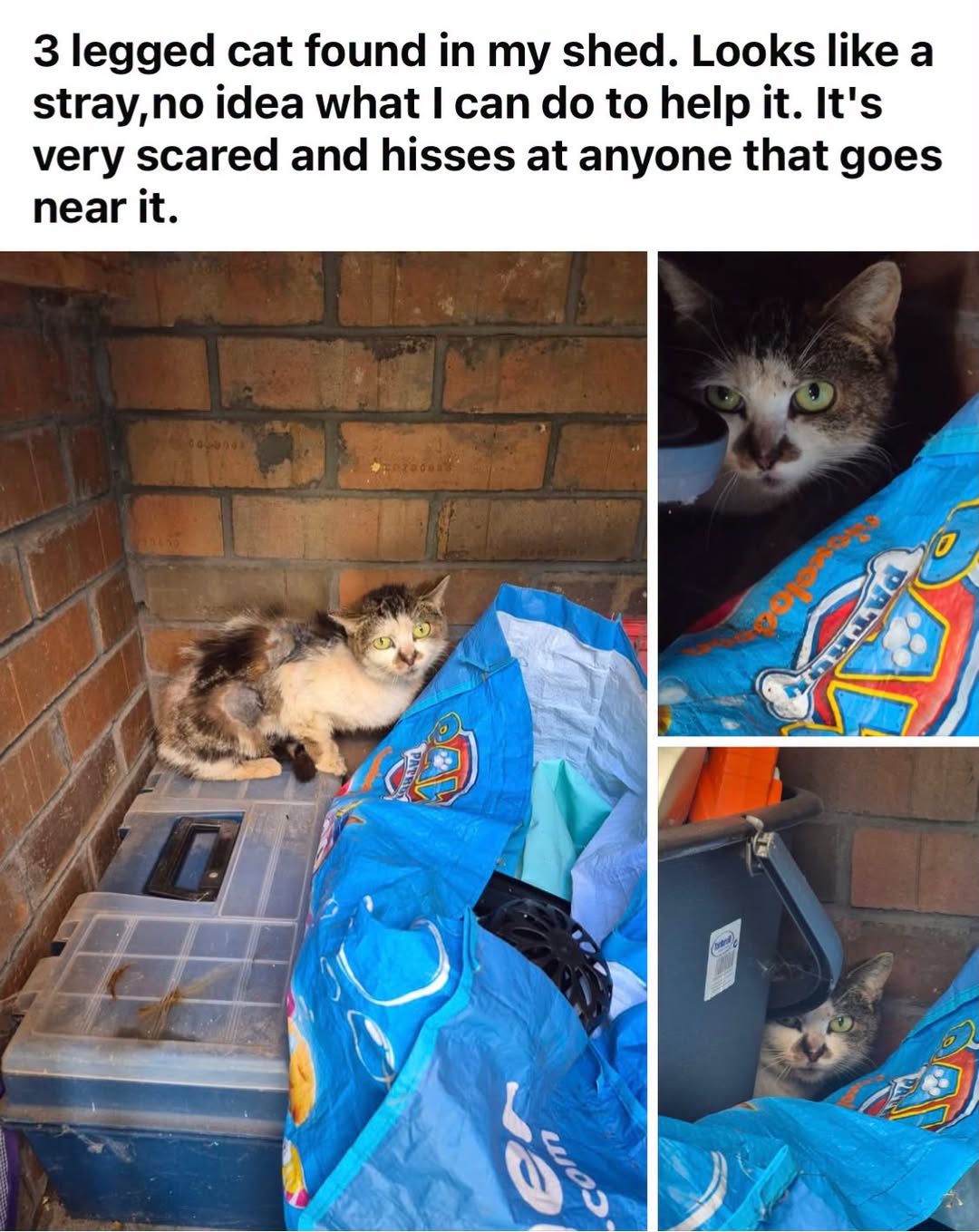 Found cat