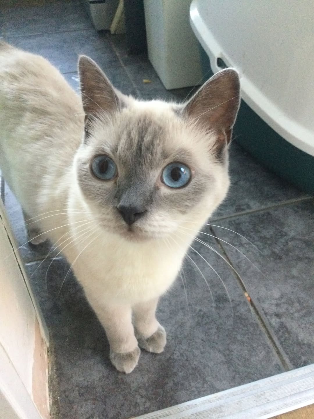 Lost cat