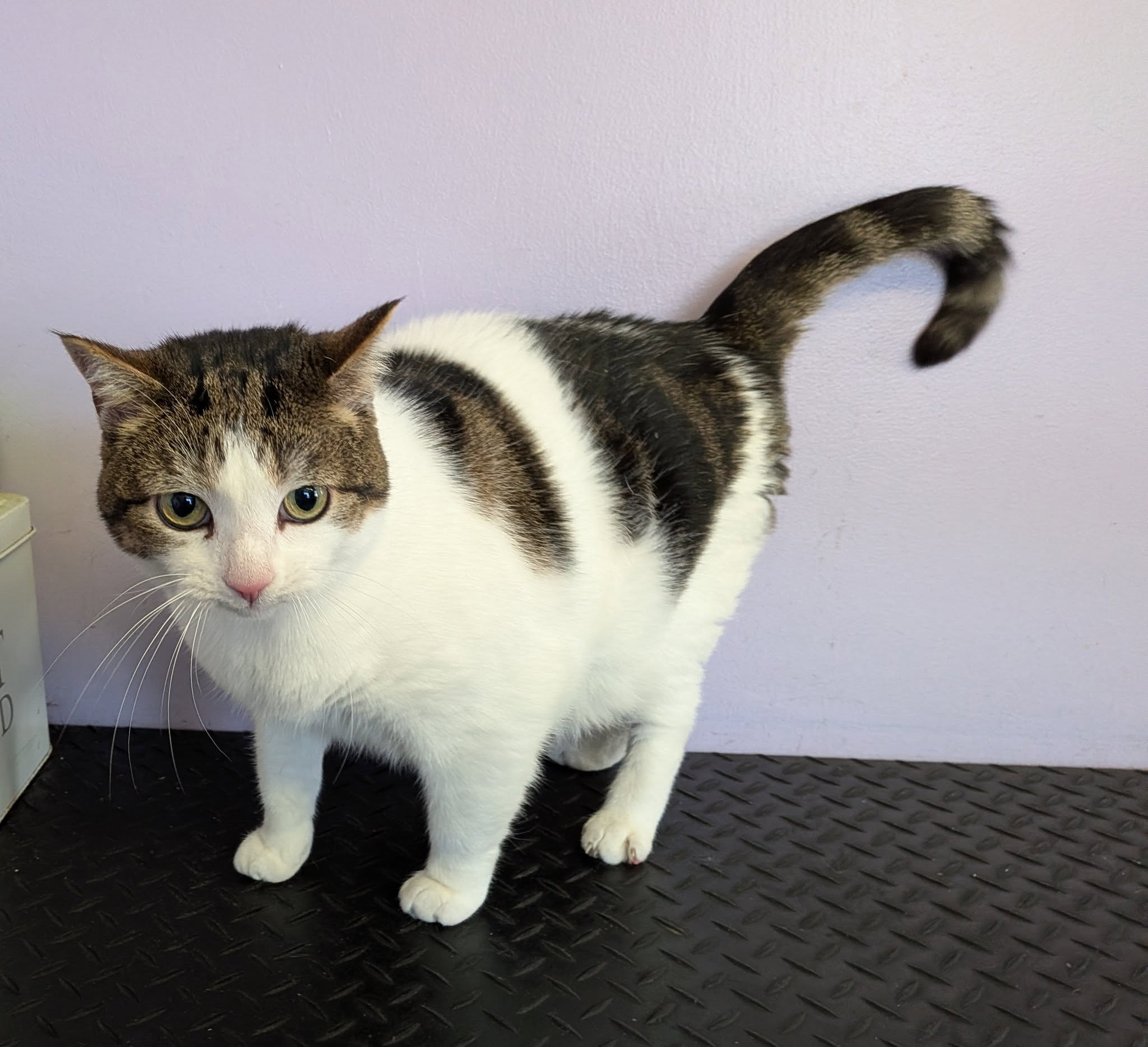 Found cat