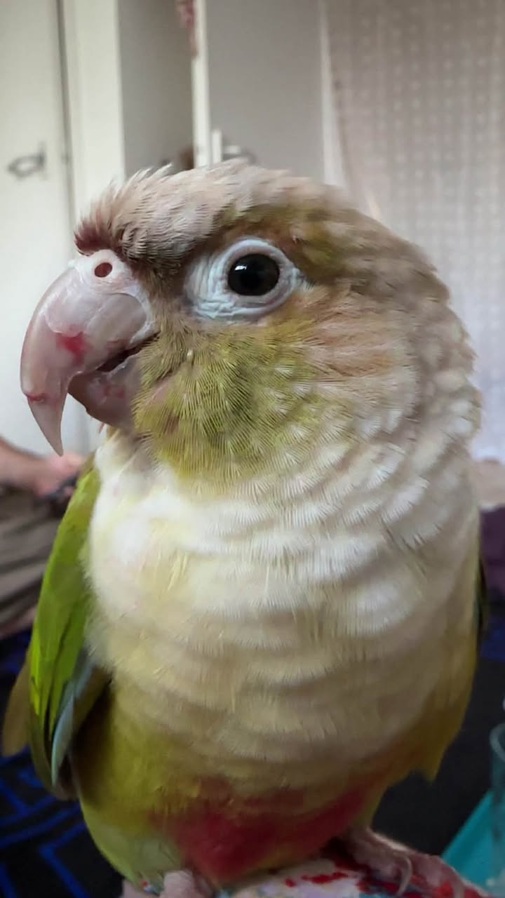 Lost Bird in Liverpool