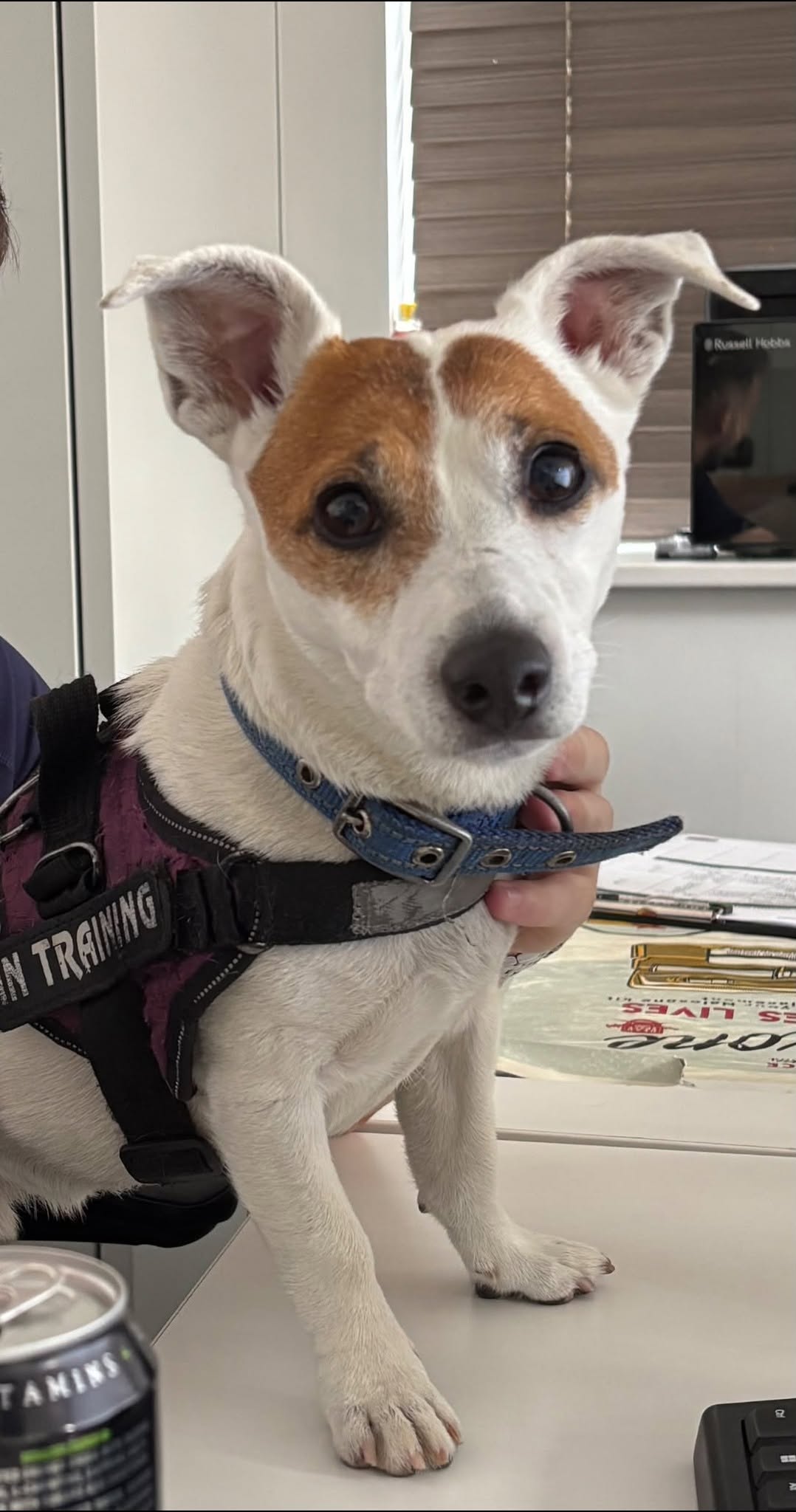 Lost dog