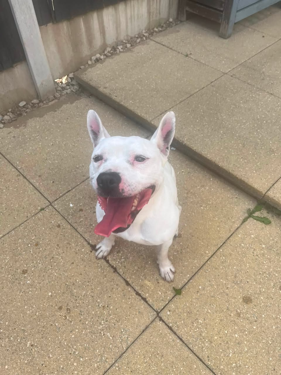 Found dog