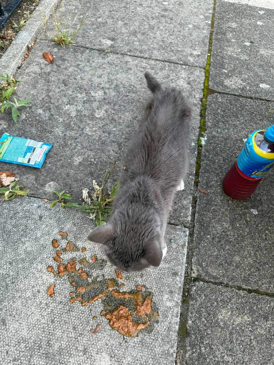 Found cat
